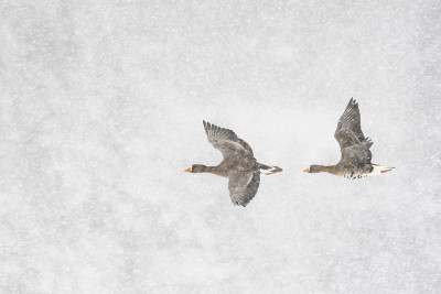 更大的白额鹅在雪中飞翔