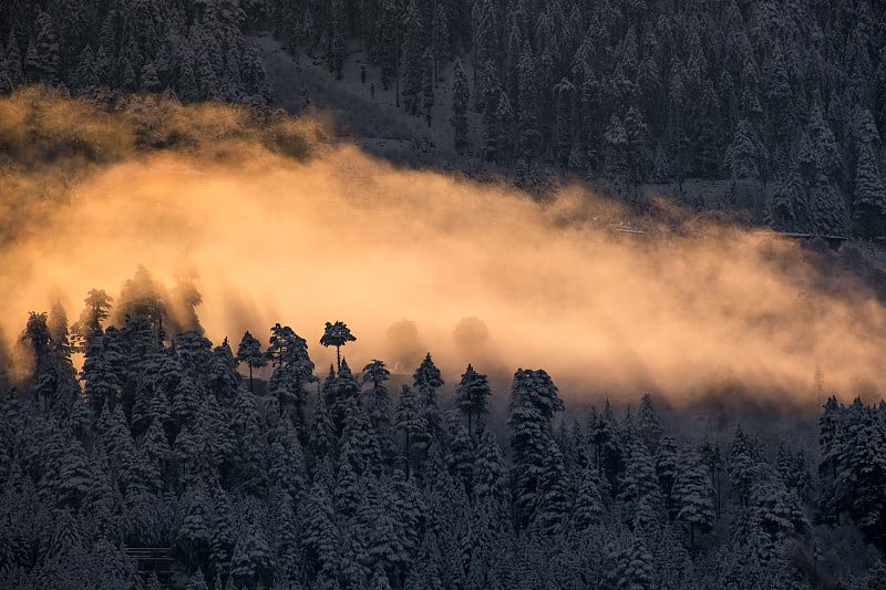 淘金热。清晨的雾笼罩着白雪覆盖的松树，在一晚的降雪之后，被太阳照亮了金色的光芒。