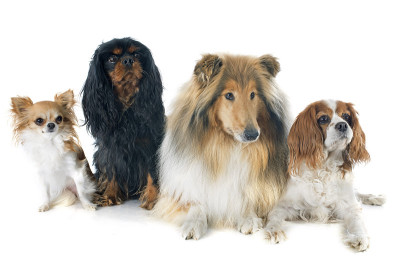 骑士国王查尔斯和牧羊犬