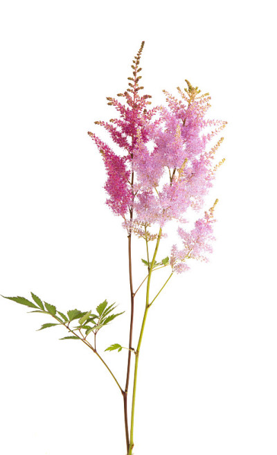 astilbe flowers isolated