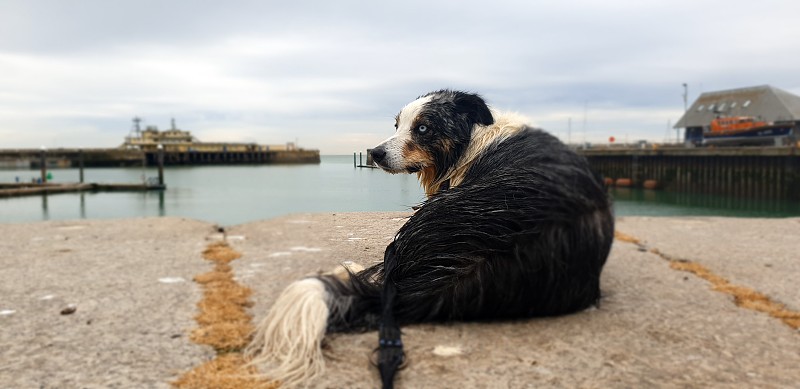 蓝色山鸟色柯利牧羊犬望着拉姆斯盖特海港