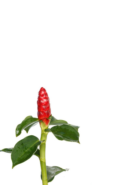 红姜花孤立在白色背景上