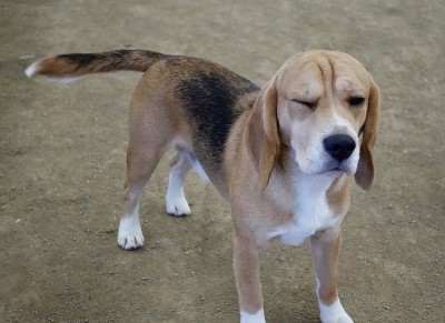 狐狸猎犬狗