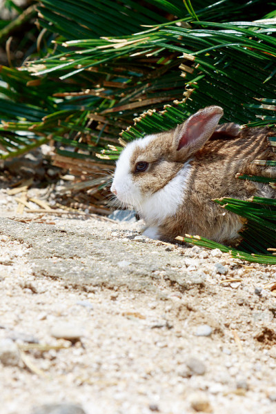 Oryctolagus cuniculus