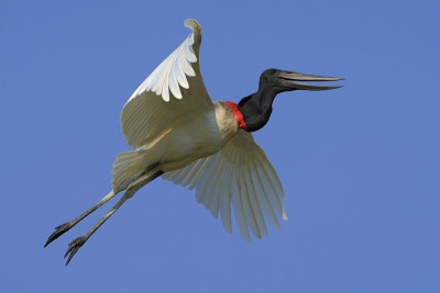 Jabiru, Jabiru my菌丝体，飞翔着蓝天的白鸟，巴西潘塔纳尔