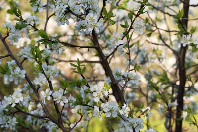 梅花宏花