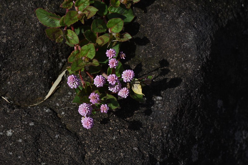 蒲桃(Polygonum)花