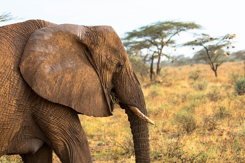 单一非洲象(Loxodonta africana)也称为非洲草原象特写。非洲的景观