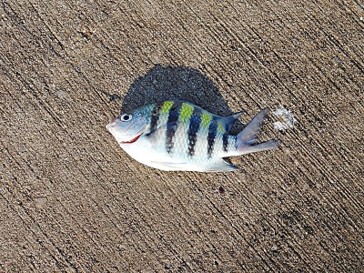 军士长(Abudefduf saxatilis)从钓鱼码头钓到的鱼