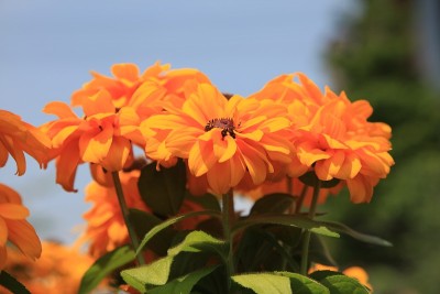 黄雏菊属虎眼