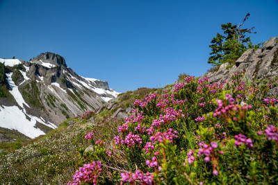 华盛顿州贝克山国家休闲区的石南草甸地区的野花(粉红色的山石南)