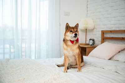带着红丝带的棕色柴犬坐在卧室的白色床上