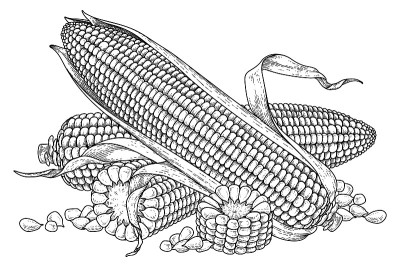 一套玉米手绘插图