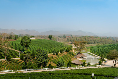 美丽的风景，新鲜的绿茶农场，绿色的自然田野背景的秋芳茶园，Mae Chan，泰国清莱。2019年2月