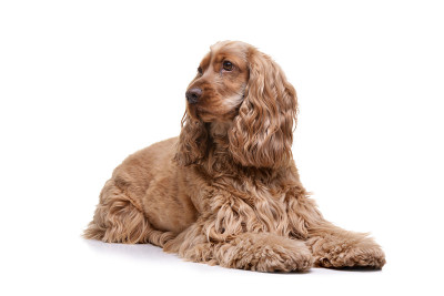 这是一只可爱的英国可卡犬