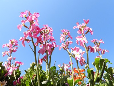 漂亮的花。