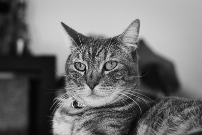 家猫在上厕所