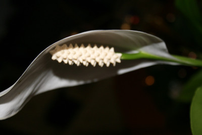 斯帕蒂菲尔