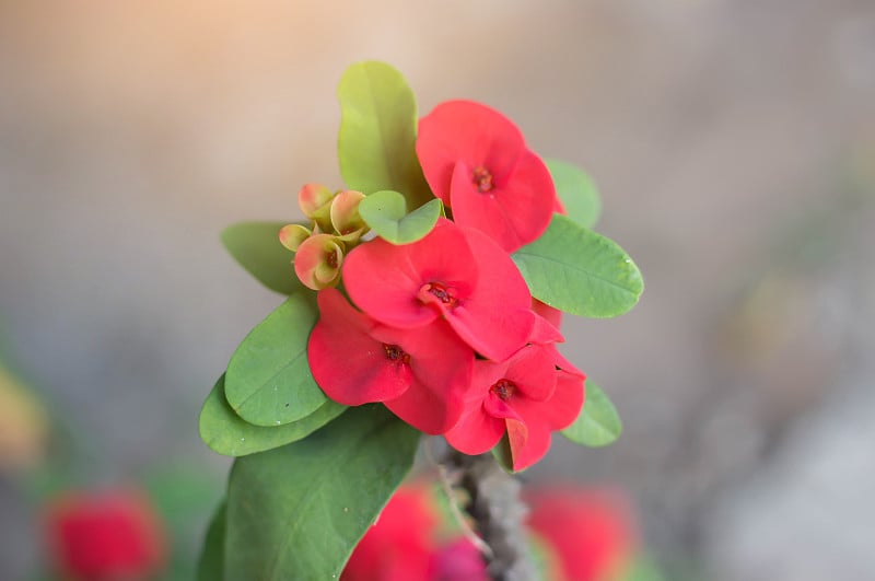 八仙花，与八仙花，贝仙花。