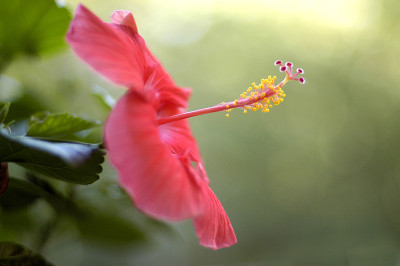 芙蓉