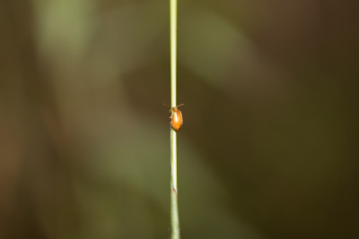 草上的小虫。