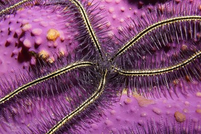 海洋生物近距离观察海松脆星在海绵上