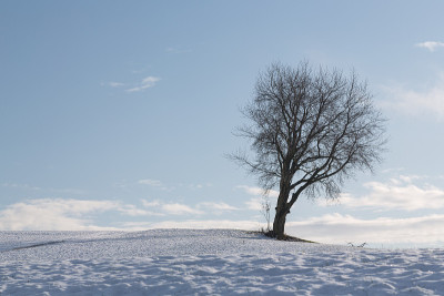 雪山上的一棵光秃秃的树