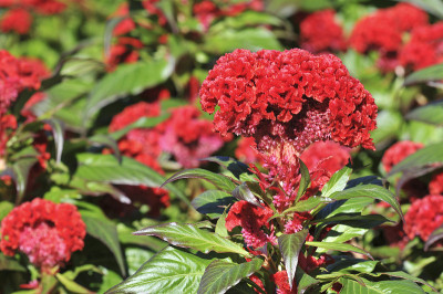 Celosia