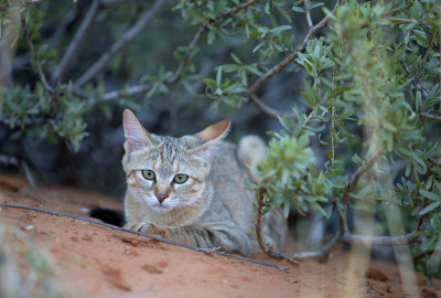 沙漠中的野猫