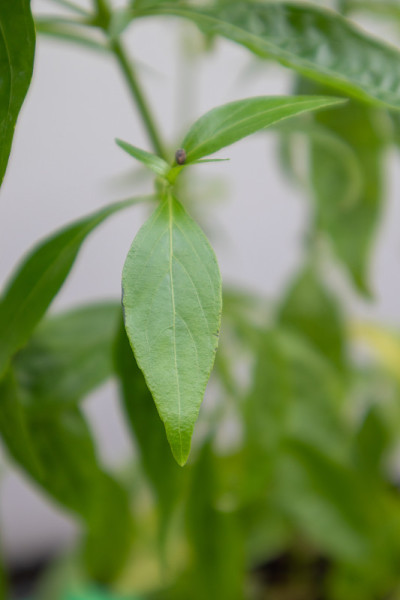 草药植物，穿心莲植物有机农场在泰国