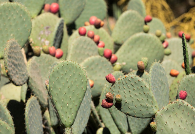 Opuntia ficus-indica