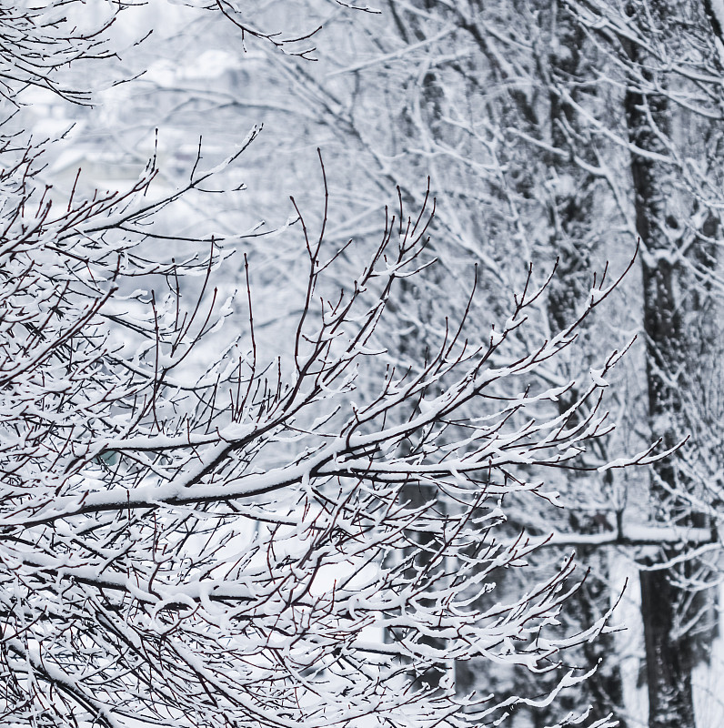 童话般的白雪覆盖的树枝，白雪覆盖的自然风景和寒冷的天气。冬天公园下雪预览效果