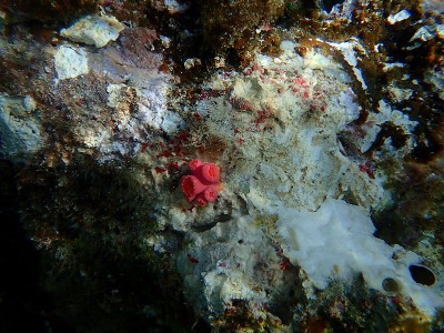 海下的橙色杯状珊瑚(Tubastraea coccinea)