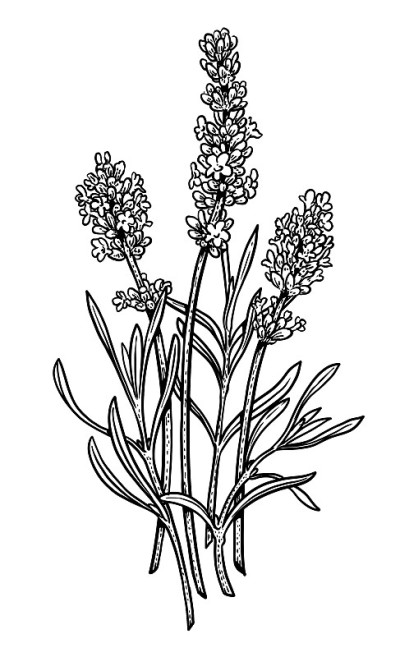 薰衣草插画、绘画、雕刻、水墨、线条艺术、矢量