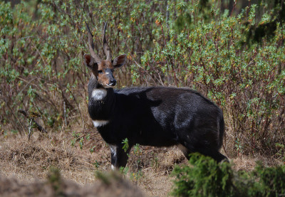 Menelik的Bushbuck