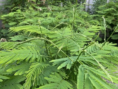 金合欢灌木的特写