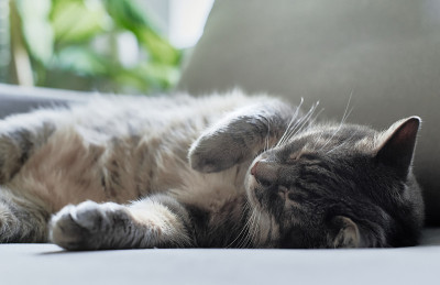 在扶手椅上睡觉的虎斑猫