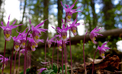 Calypso Orchid