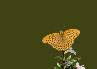蝴蝶