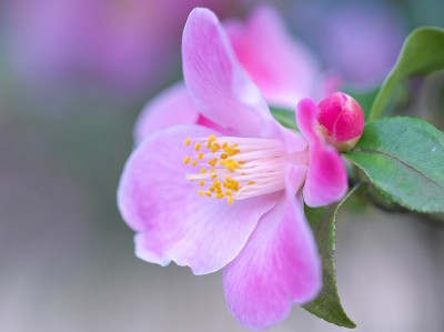 公园里的茶花展览
