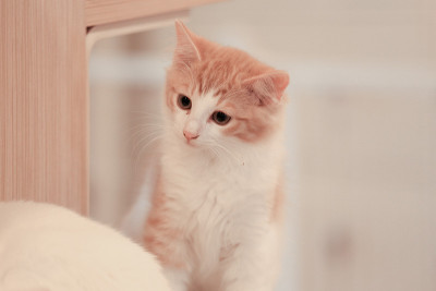 一只奶油色的虎斑小猫