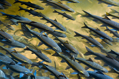 freshwater fish that was raised in ponds and cages