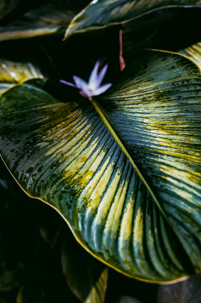 Calathea花式