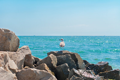 岩石上的海鸥