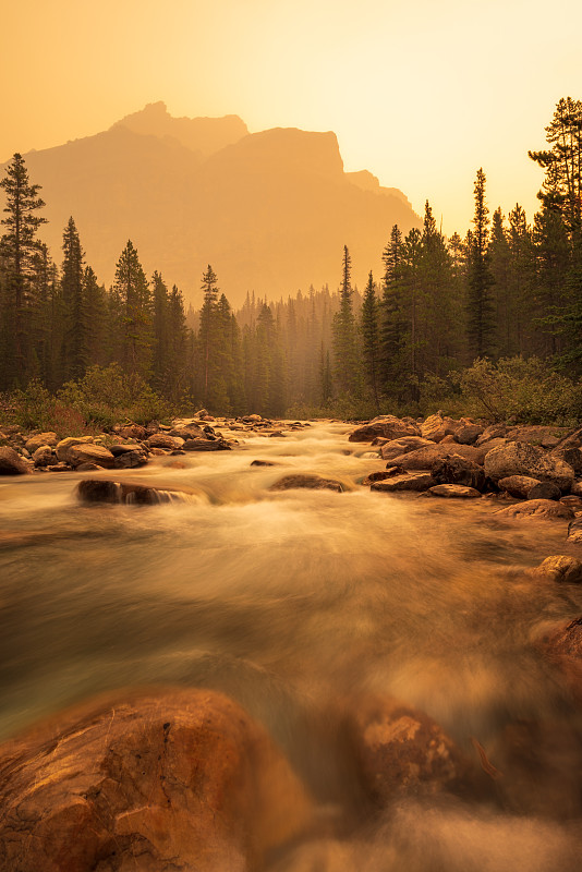 森林Fire-Icefields Parkway-Banff