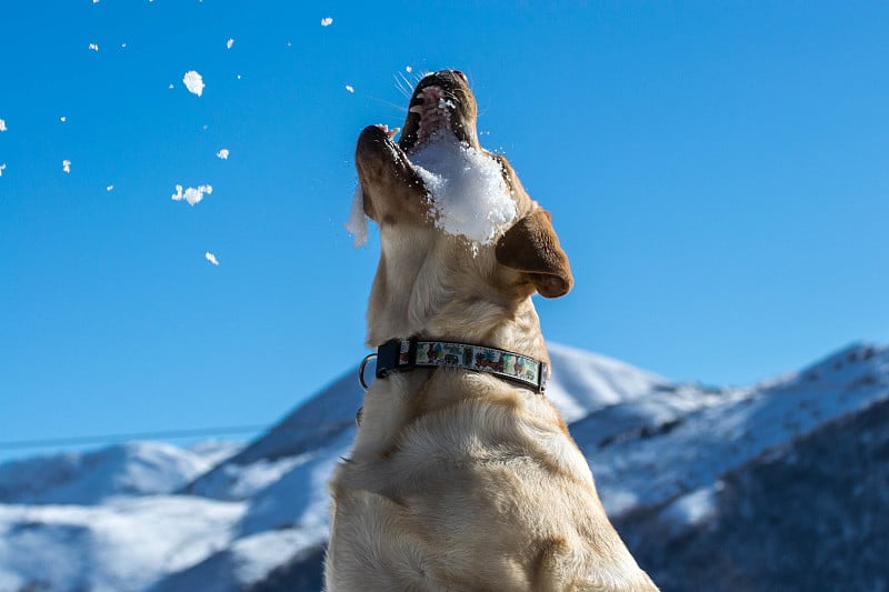 狗在空中捉雪球