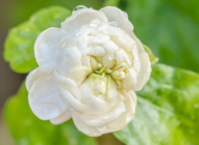 白色的花，茉莉(茉莉花sambac L.)