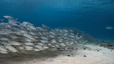饵球/鱼群在绿松石水的珊瑚礁在加勒比海/库拉索岛