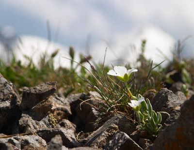 小白花在雪山前