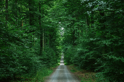 德国维尔茨堡绿色美丽的森林中的道路